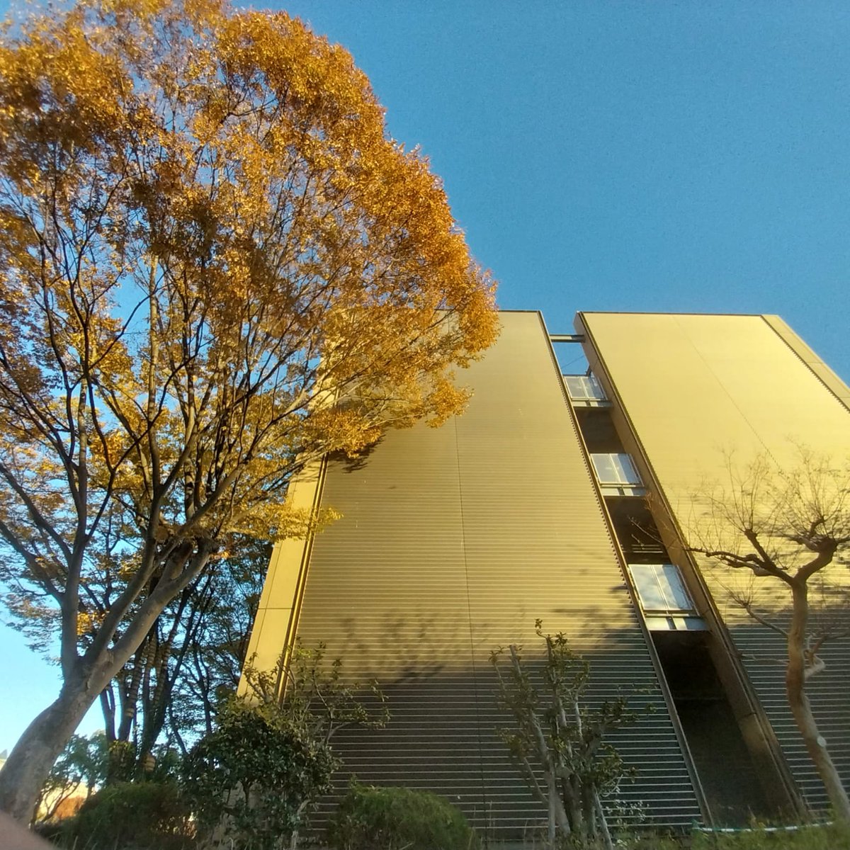 rabdulah's tweet photo. Autumn vibes @NagoyaUniv https://t.co/t6Hy2AWk3e