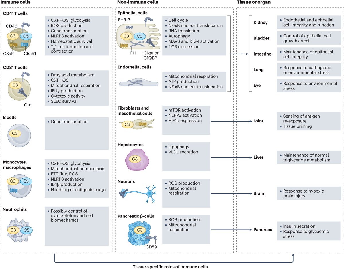 Nature Reviews Nephrology tweet media