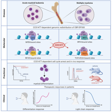 Online Now: Therapeutic targeting of EP300/CBP by bromodomain inhibition in hematologic malignancies dlvr.it/SzBhbS