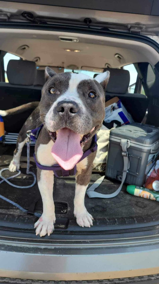 Low Rider is available for adoption!