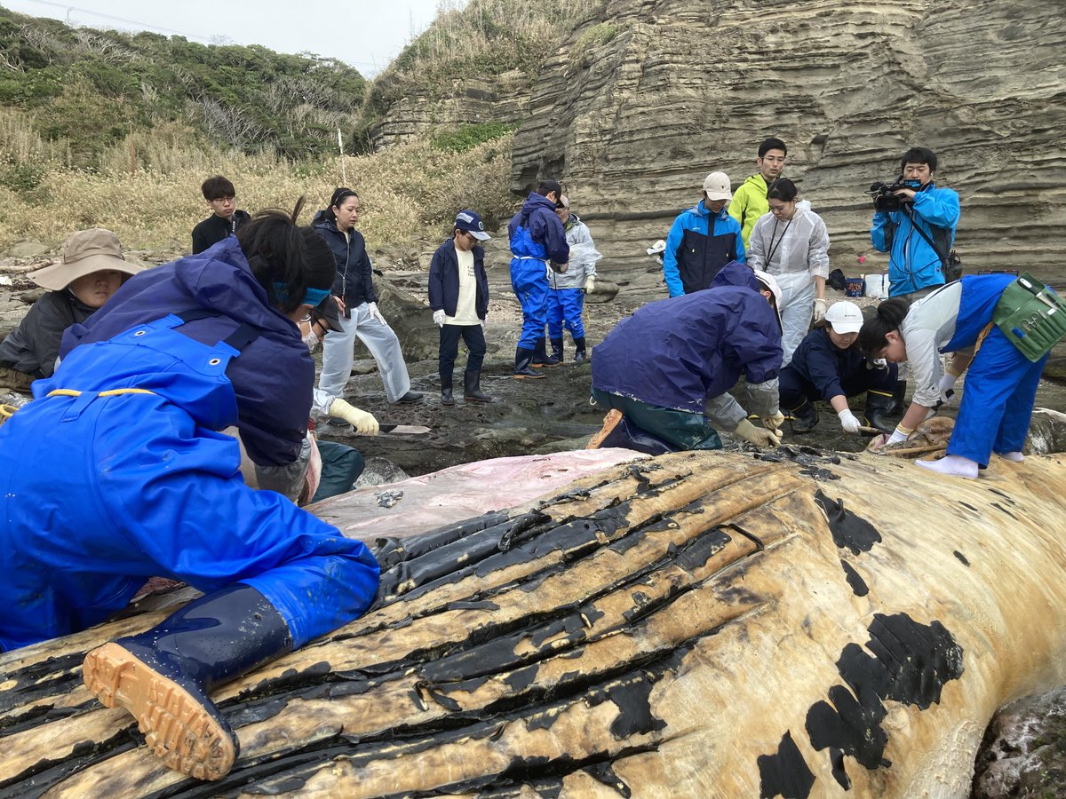11月11日、勝浦市の海岸に漂着したザトウクジラの遺骸を、国立科学