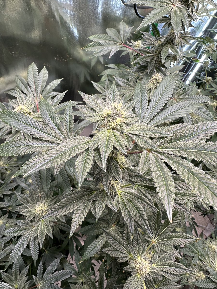 SEdaddyO907's tweet photo. Week 5 #hoof #boof #homemade #ledweed #beanstalkcrf https://t.co/ebQiV95oV2