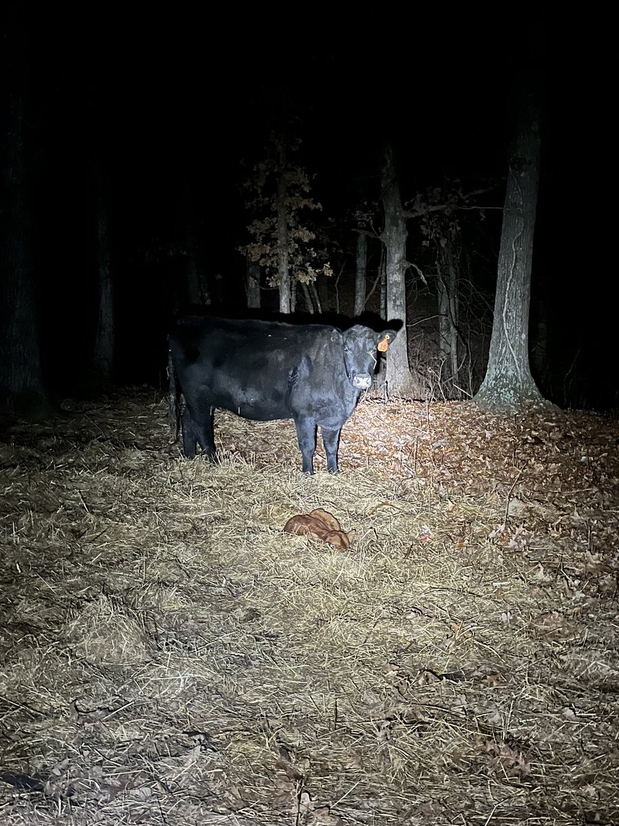 MikePatton50's tweet photo. Night time work is here feeding the cows and finding a baby calf #mobeef #beef #drought23 https://t.co/5RzLBASnOL