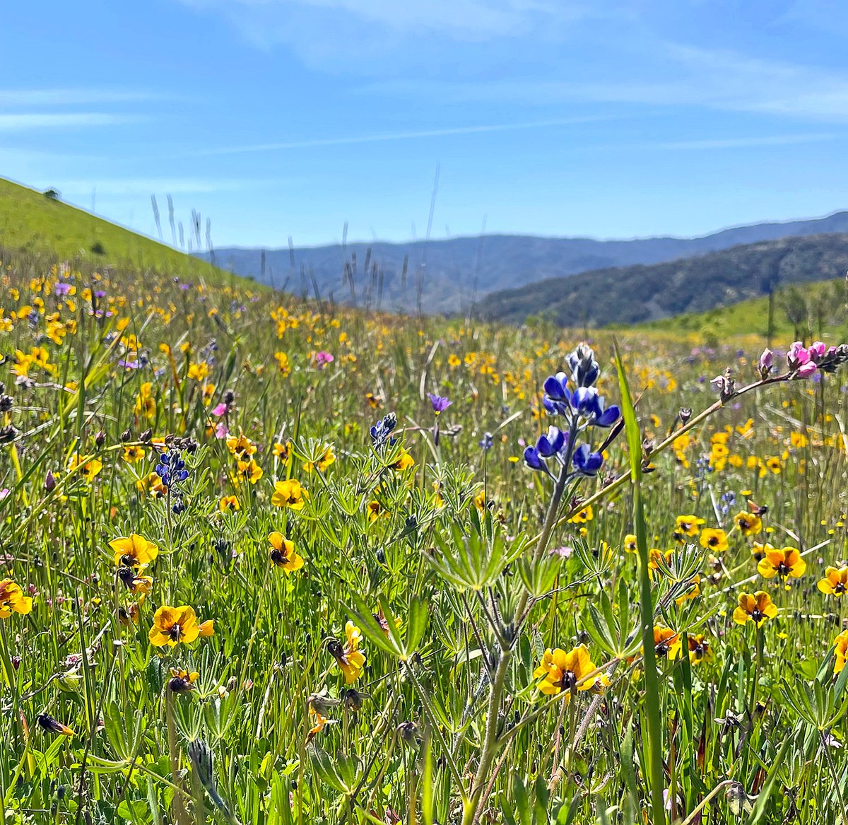 Santa Lucia Conservancy tweet media