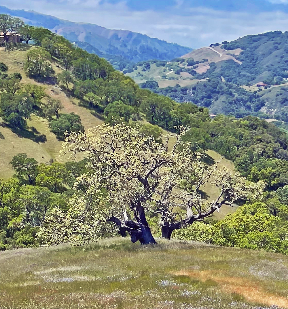 Santa Lucia Conservancy tweet media