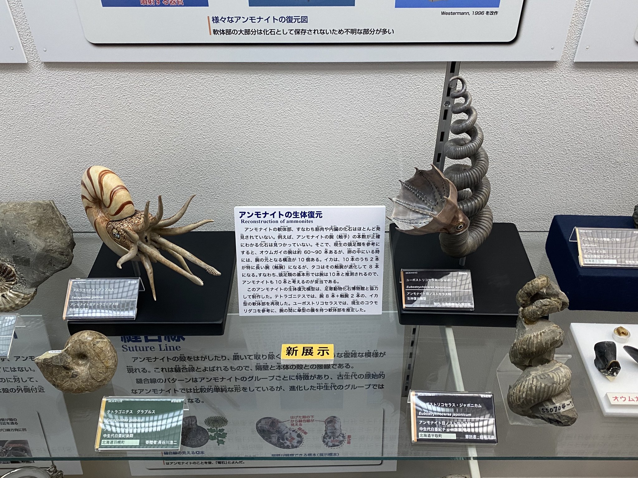 三笠市立博物館 on X: 三笠市立博物館 on X: