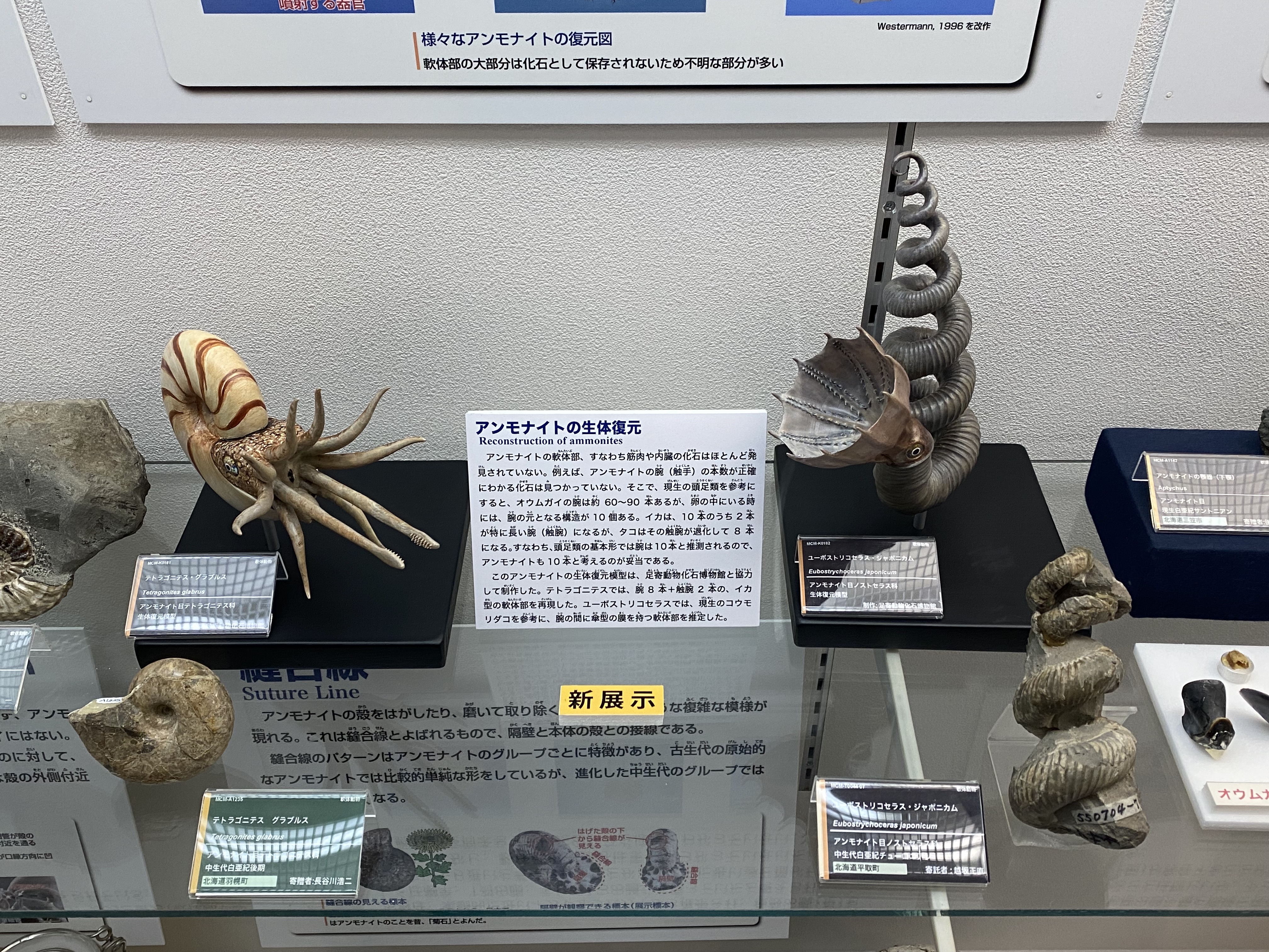 三笠市立博物館 on X: 三笠市立博物館 on X: