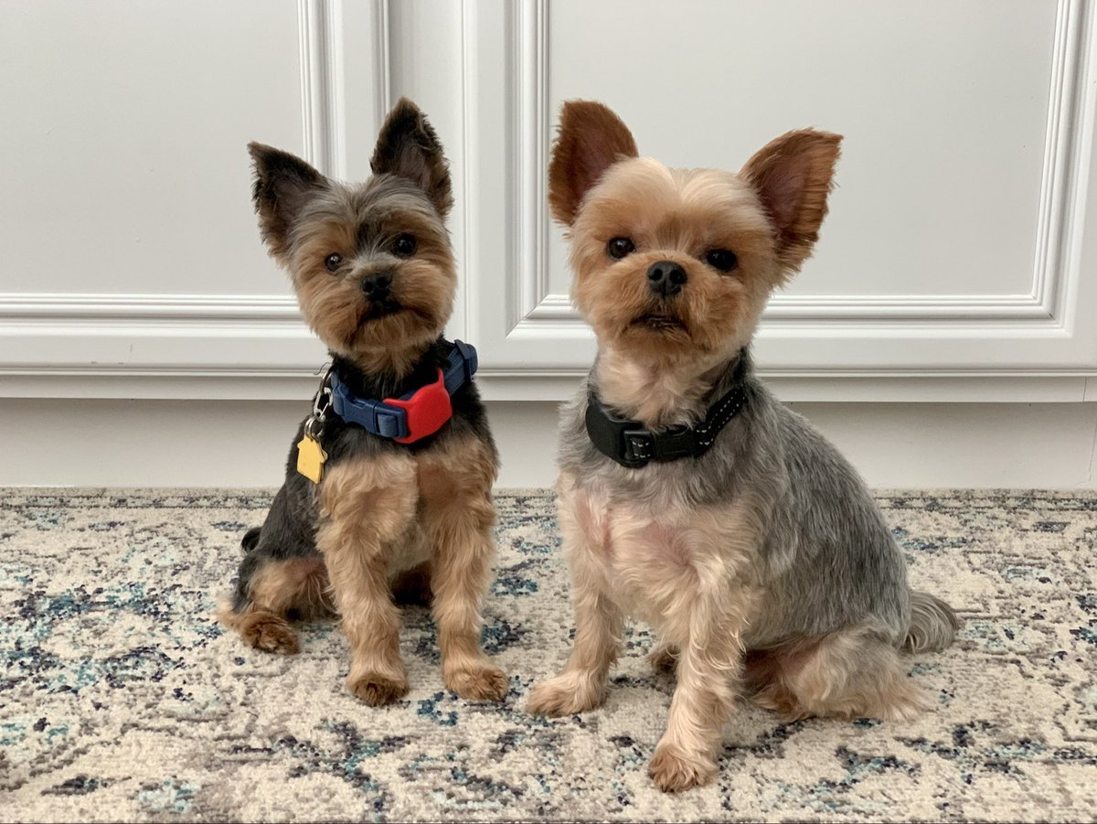 Barkbringer's tweet photo. High Barklord Varok Saurfangs (Rocky)
&amp; Barkbringer Dranosh Saurfangs (Nosh) https://t.co/pnXfywd8HU