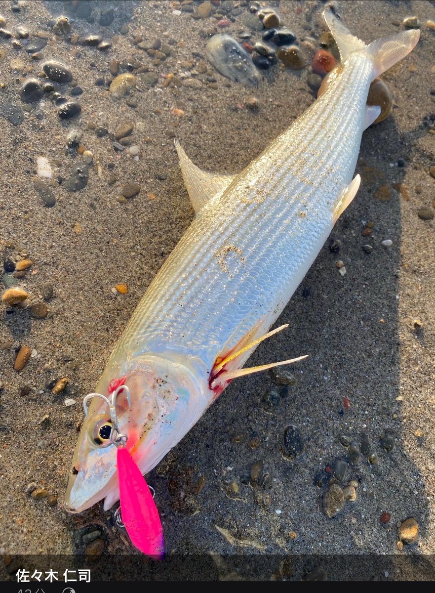 いつも仲良くしてもらってるBuddyWorks社長が遠州サーフで釣った魚
海外誌で見た事あるなぁ思ってたら
#ボーンフィッシュ の仲間だった
マゴチもメッキも真冬のサーフで普通に釣れるし温暖化なのか黒潮なんちゃらなのか環境が変わって来てるね
#遠州サーフ #BuddyWorks #バディーワークス #オフベイト