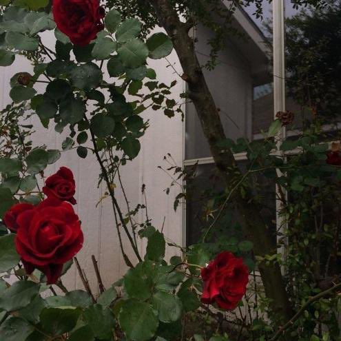 ⚔️ 카리코 ⚔️ tweet media