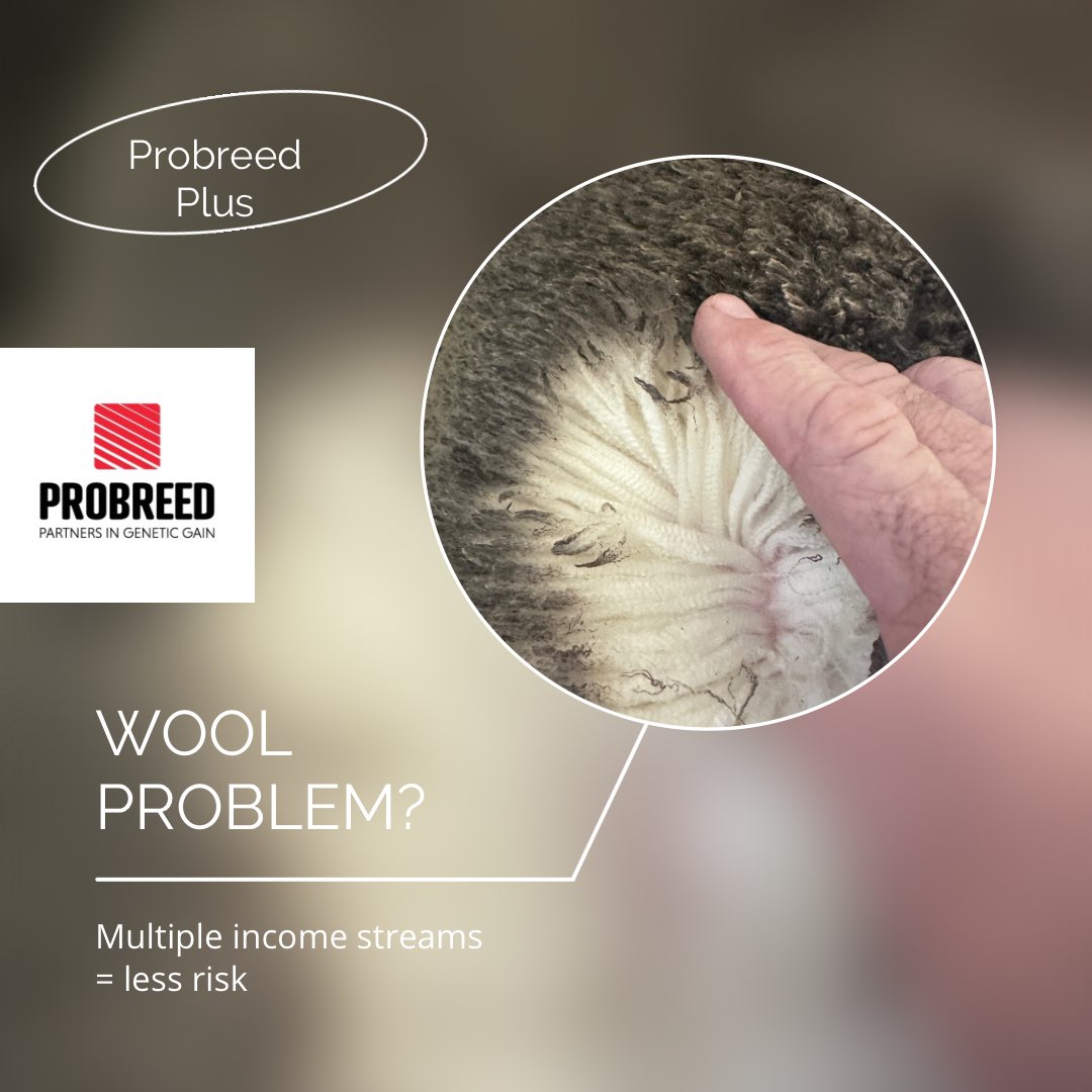 ProBreed's tweet photo. Who wouldn’t want another income stream at the moment, having meaningful returns from wool minimises risk. #probreed #probreedplus #maternalefficiency #productionefficiency #primelambs #primelambsystems #wool https://t.co/kvjUAdM8kH