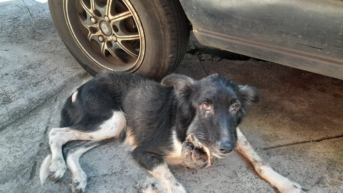 Jessica1787's tweet photo. Buenas noches.
Solicito ayuda de forma urgente para este perrito, por favor. 🙏
Está muy delicado.
@GABEHASH @ibaelsalvador 
Se encuentra en 15 Avenida Sur Bis, Barrio Santa Anita, San Salvador.
Ayudenlo, por favor.
Son la esperanza del perrito. 🙏 https://t.co/LXsCrG4Qd1