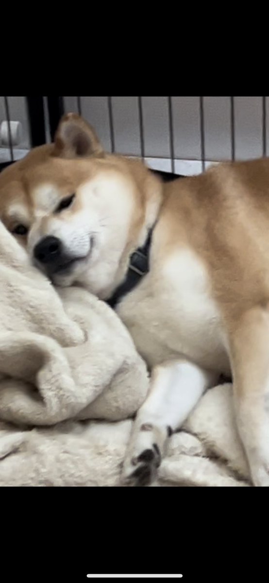 散歩？まだ眠いから行かへんで〜💤🐶💤
#柴犬 #散歩拒否犬