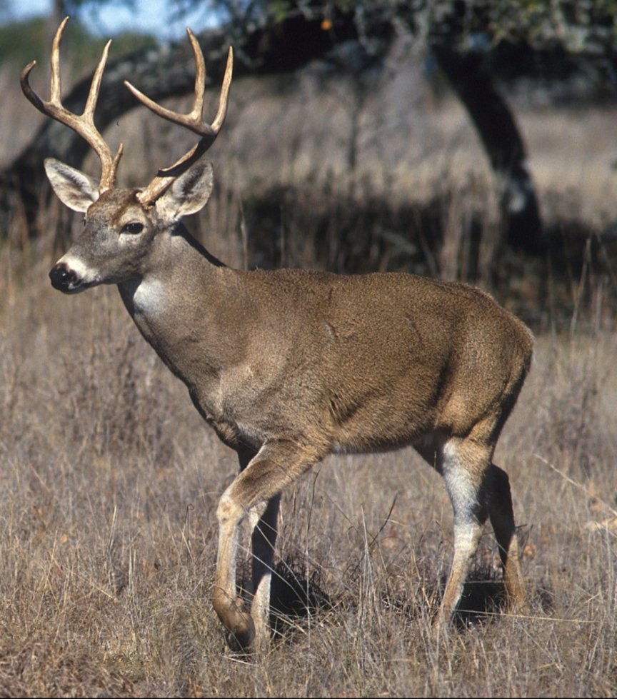 windward antifascist tweet media