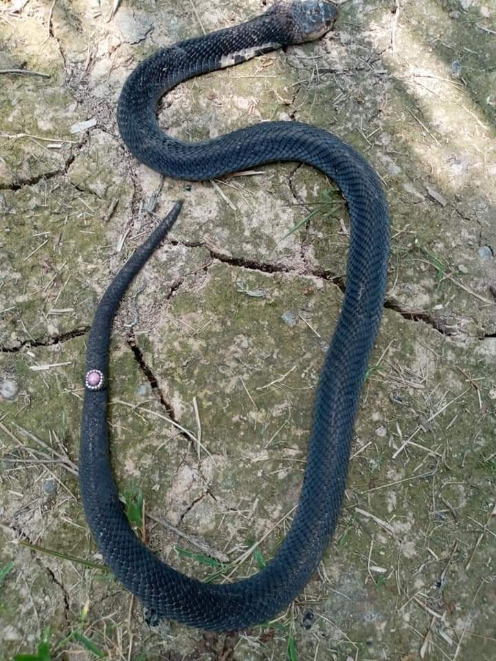 Terkejut ular jatuh nyaris nak kena kepala. Tapi memang rezeki la.. 

📍 Thread