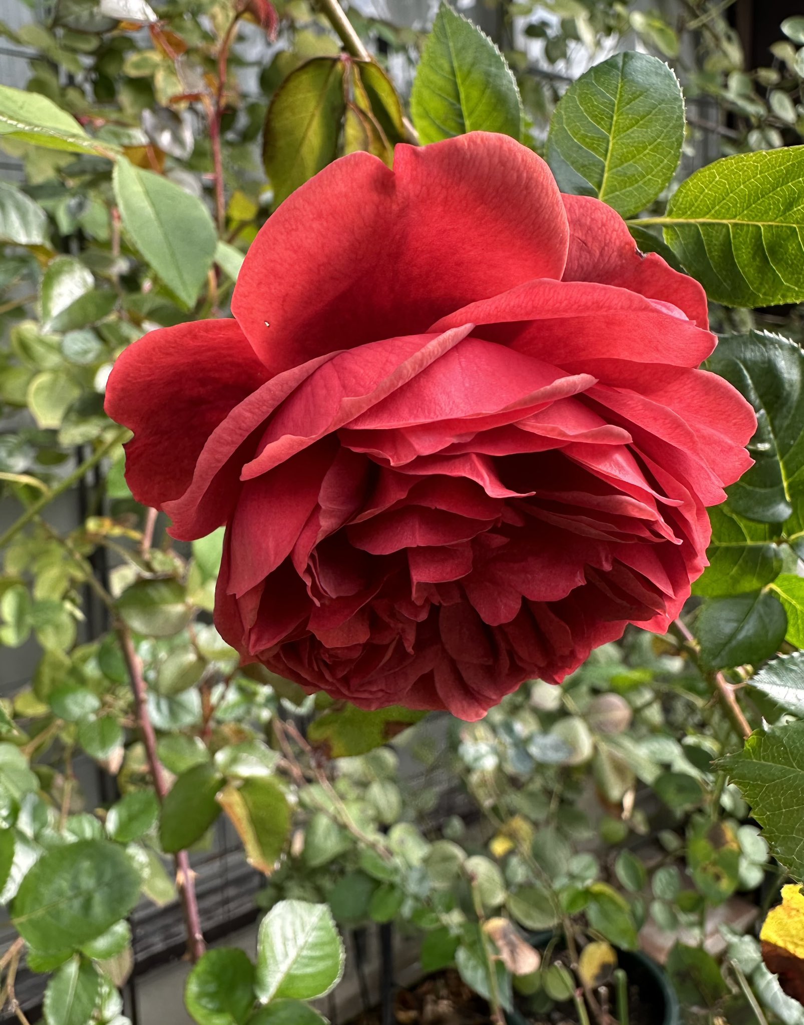 ⭐️引取限定セール1/31まで⭐️カントリーハウス⭐️COUNTRY HOUSE⭐️ ⭐️引取限定セール1/31まで⭐️カントリーハウス⭐️COUNTRY