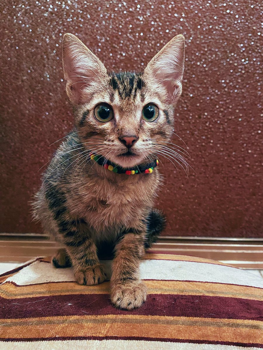 DreiGatitos's tweet image. URGENTE! PIRULIN BUSCA HOGAR ⚠️

Les escribo llorando y en crisis. OTRA VEZ nos dejaron otro gato adentro del jardín de mi casa. Debe tener como 3 meses. No sé qué hacer con él, no quiero abandonarlo 💔

Si hacemos una difusión masiva podemos encontrarle un hogar! 🙏🏼

Está en Ccs