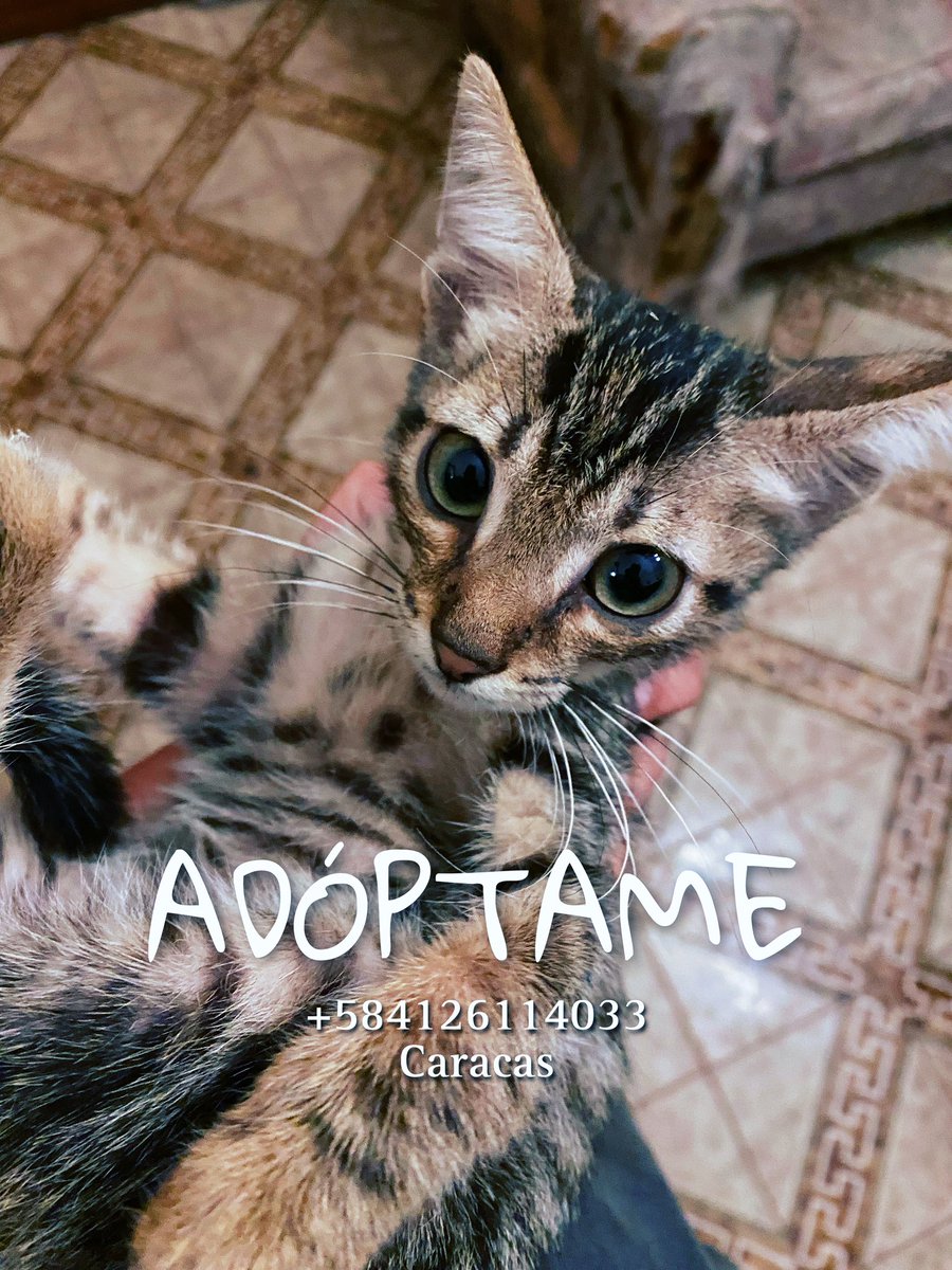 DreiGatitos's tweet image. URGENTE! PIRULIN BUSCA HOGAR ⚠️

Les escribo llorando y en crisis. OTRA VEZ nos dejaron otro gato adentro del jardín de mi casa. Debe tener como 3 meses. No sé qué hacer con él, no quiero abandonarlo 💔

Si hacemos una difusión masiva podemos encontrarle un hogar! 🙏🏼

Está en Ccs