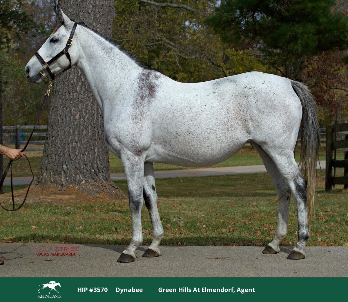 Green Hills at Elmendorf (@elmendorfhills) on Twitter photo KEENOV23 - Book 2, 3, 4 & 5 📚 Highlights ✨Congratulations to the new Owners and Connections! 💚🙌🏼 <a href="/keenelandsales/">Keeneland Sales</a> 📸 <a href="/ThoroStride/">Lucas Marquardt</a> 🐎 <a href="/keeneland/">Keeneland</a> KEENOV23 - Book 2, 3, 4 & 5 📚 Highlights ✨Congratulations to the new Owners and Connections! 💚🙌🏼 <a href="/keenelandsales/">Keeneland Sales</a> 📸 <a href="/ThoroStride/">Lucas Marquardt</a> 🐎 <a href="/keeneland/">Keeneland</a>