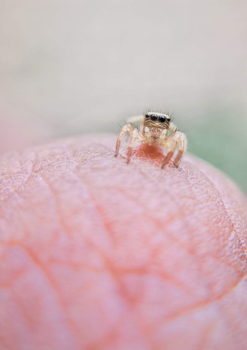 kiranjay316's tweet image. cute little spider #spider #microcamera