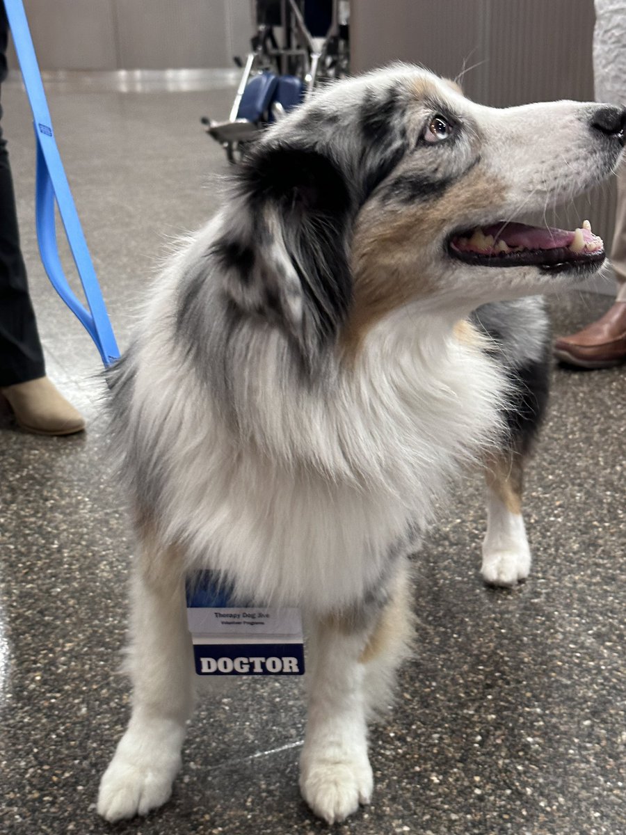 ROScorvalhala's tweet photo. Therapy Dog at the Sim Center https://t.co/gPDu3uZgcj