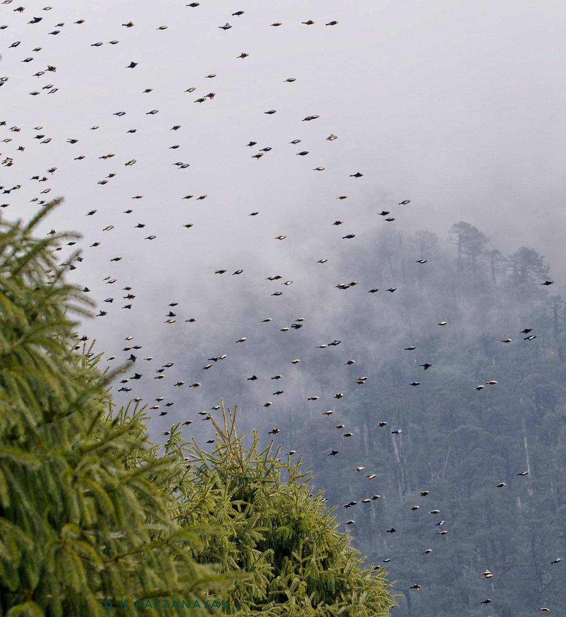 dkpattanayak's tweet photo. #BirdFlock
Hundreds of Grandalas (Grandala coelicolor) flying like bullets against a fog and mist shrouded high-altitude mountain backdrop in #sikkim #india.
#IndiAves #ThePhotoHour #BBCWildlifePOTD #natgeoindia #birdsofsikkim https://t.co/JZsySdBBvG