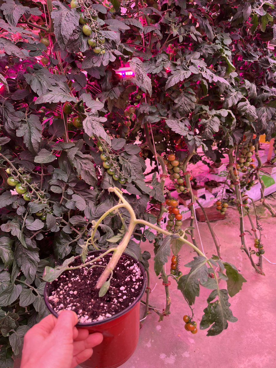 weedsciencenerd's tweet photo. His &amp; Her tomatoes, we have @RoLoPhD tomatoes from #HRT351 Hydroponic Food Production &amp; from across the hall we have my tomatoes after synthetic auxin herbicide vapor exposure from #CSS226L Weed Science Lab…look @ those beautiful symptoms! Some how we balance each other out 😆 https://t.co/cMfA1BzJGL