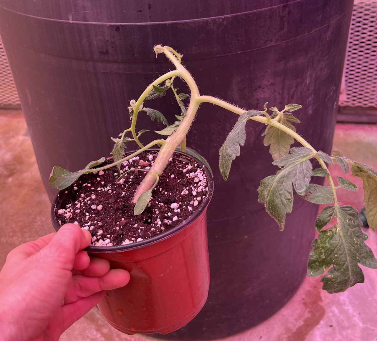 weedsciencenerd's tweet photo. His &amp; Her tomatoes, we have @RoLoPhD tomatoes from #HRT351 Hydroponic Food Production &amp; from across the hall we have my tomatoes after synthetic auxin herbicide vapor exposure from #CSS226L Weed Science Lab…look @ those beautiful symptoms! Some how we balance each other out 😆 https://t.co/cMfA1BzJGL
