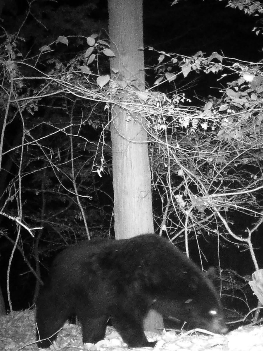 トモタケ　ツキノワグマ　泥染 F_ll2kqbEAAARST.jpg