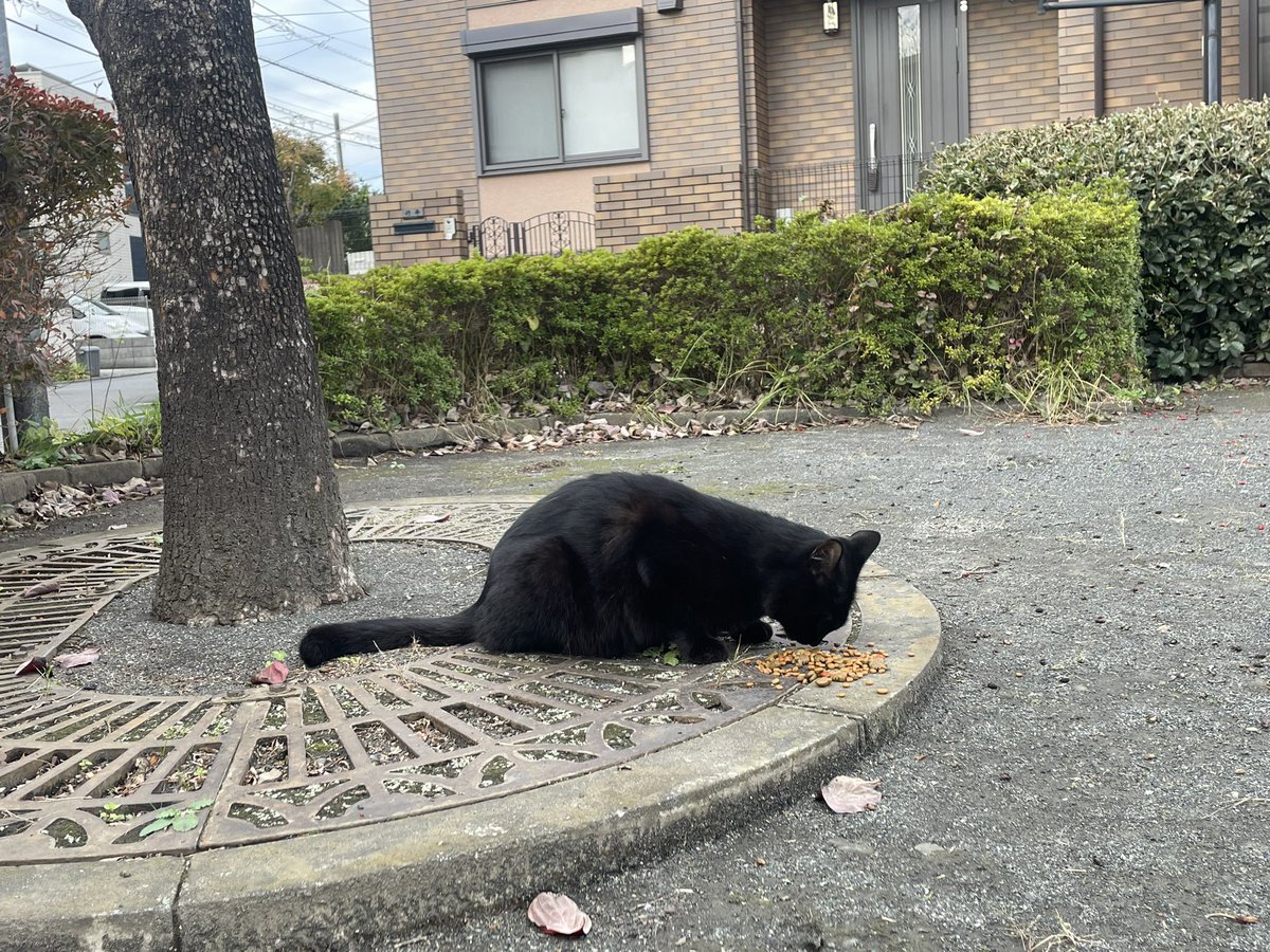 spongebob03cat's tweet photo. @HsuMeifang 本日野川沿いで黒猫ちゃんを二匹確認しました。
一匹は右耳カット有り、もう一匹はカット無しでした。
尻尾が長かったのでシャオヘイちゃんではなさそうですが、２匹ともある程度近寄っても平気でした。

野川橋、テニスコート周辺です。

１日でも早く見つかることを願っています https://t.co/D1oGjbWttd