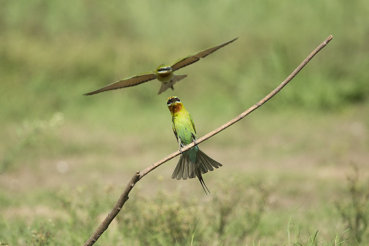 #greenbeeeater #beeeater #birding #birdphoto #birdphotography #birdofinstagram #canon #canonphotography