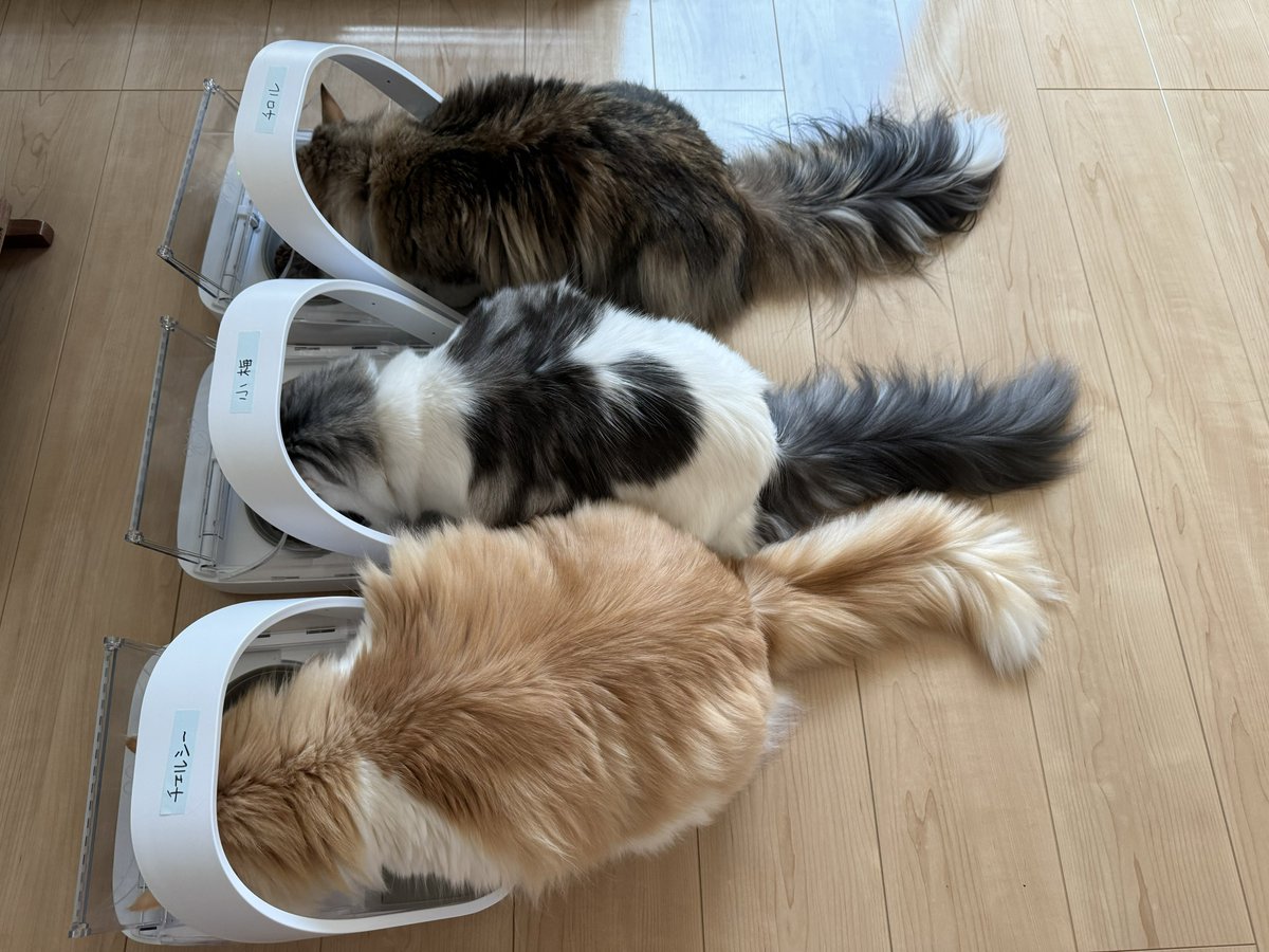 annatortoise007's tweet photo. チェルシーはどうやら場所を覚えた様子
小梅はまだヘルプが必要
チロルは全て試すので問題なし
#rien_cats #surefeed https://t.co/smFrySK23A