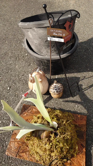 本日の園芸店廻りの私の戦利品。ヘッドホンの小鳥もすっごいかわいくて一目惚れ。木製じゃなくてレジンなのです、かわいいー。#園芸覚書 2023年11月23日