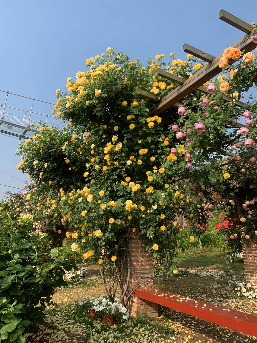 Verve3333's tweet photo. Basking in the sun, admiring flowers, drinking tea, and enjoying wonderful weekends are the happiest and most beautiful things in this life. I hope I can still enjoy this wonderful life when I reach middle age. 🌼🌼 https://t.co/RgUNp4wC6p