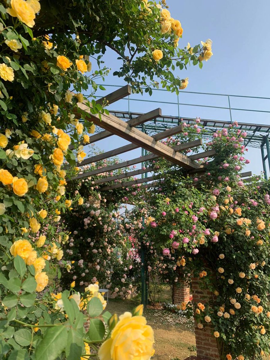 Verve3333's tweet photo. Basking in the sun, admiring flowers, drinking tea, and enjoying wonderful weekends are the happiest and most beautiful things in this life. I hope I can still enjoy this wonderful life when I reach middle age. 🌼🌼 https://t.co/RgUNp4wC6p