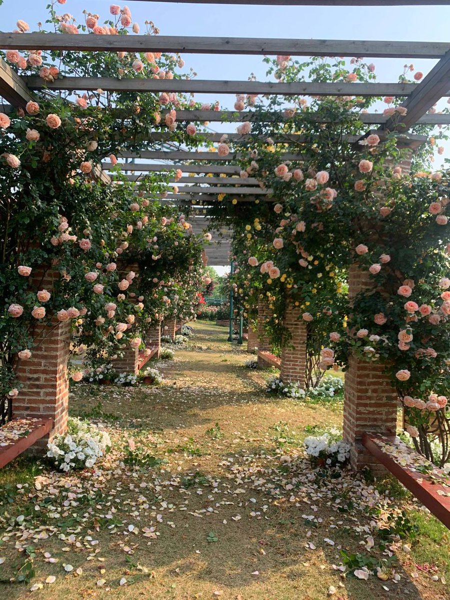 Verve3333's tweet photo. Basking in the sun, admiring flowers, drinking tea, and enjoying wonderful weekends are the happiest and most beautiful things in this life. I hope I can still enjoy this wonderful life when I reach middle age. 🌼🌼 https://t.co/RgUNp4wC6p