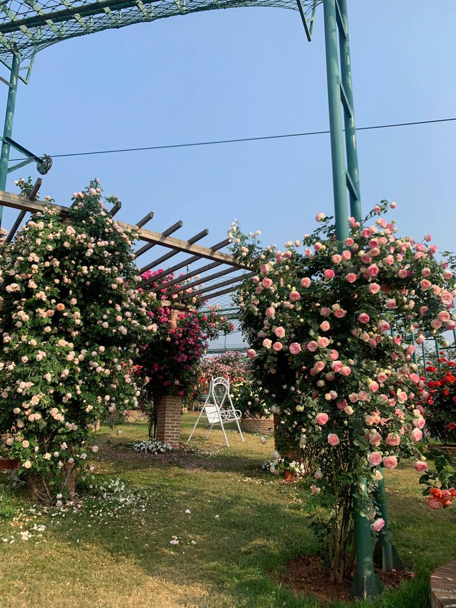 Verve3333's tweet photo. Basking in the sun, admiring flowers, drinking tea, and enjoying wonderful weekends are the happiest and most beautiful things in this life. I hope I can still enjoy this wonderful life when I reach middle age. 🌼🌼 https://t.co/RgUNp4wC6p