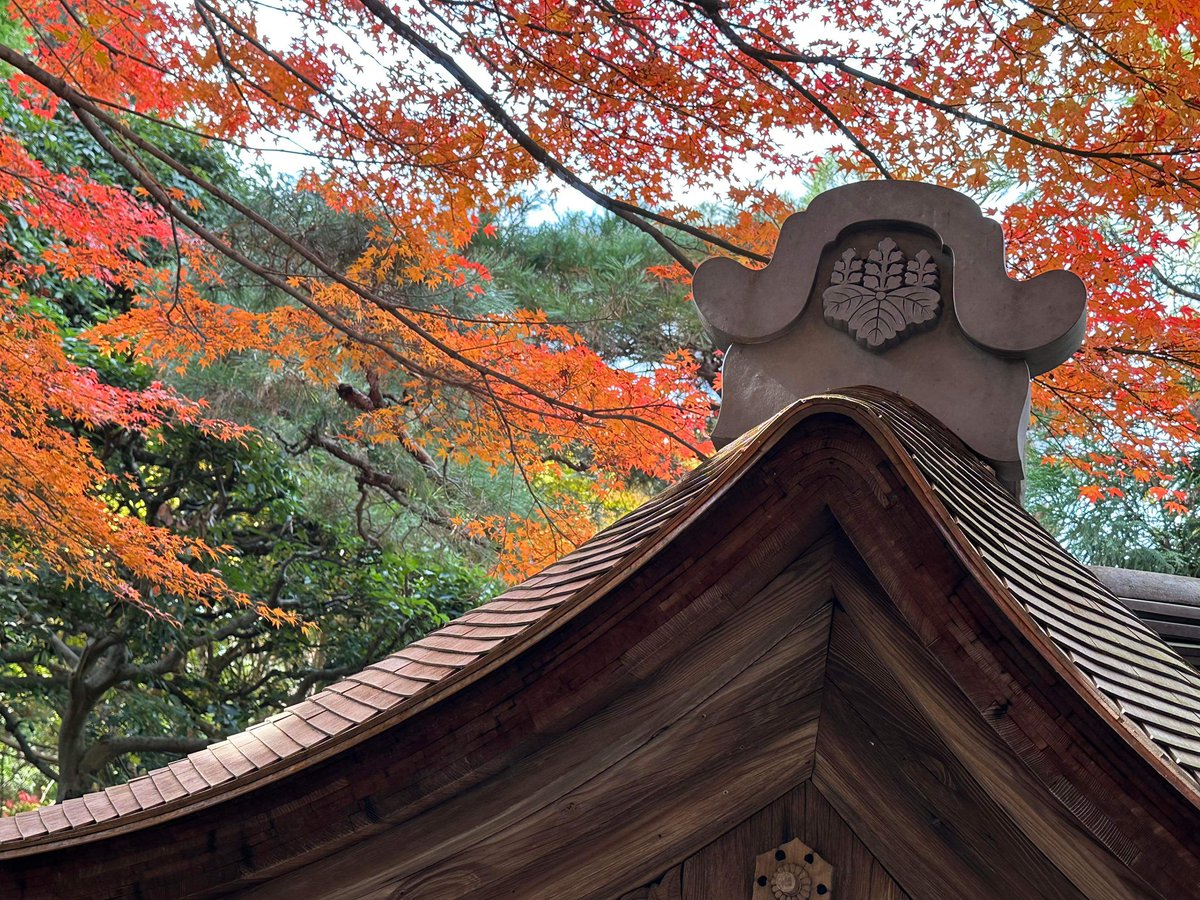 YoitabiTravel's tweet photo. Otoño 🍂 en Japón 🇯🇵 con @yoitabitravel 😎🧡

#Japan #Japon #FunTraveling https://t.co/8FT3zCQEox