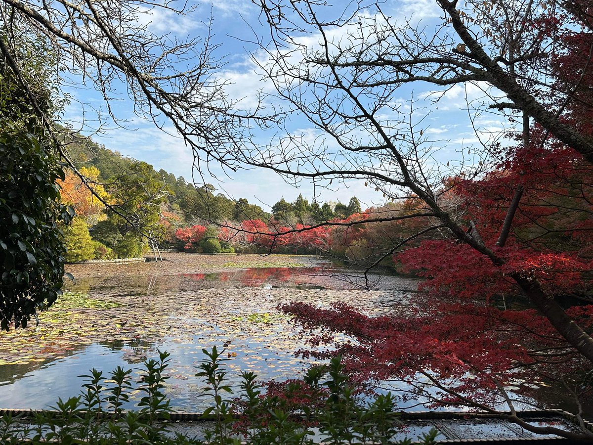 YoitabiTravel's tweet photo. Otoño 🍂 en Japón 🇯🇵 con @yoitabitravel 😎🧡

#Japan #Japon #FunTraveling https://t.co/8FT3zCQEox