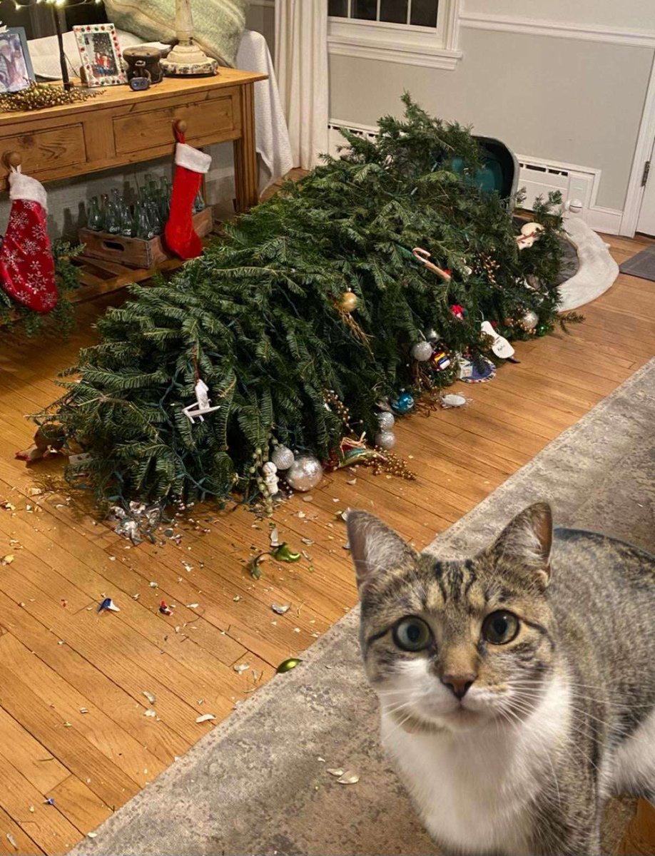 32 days until Christmas!  🙀

#Christmas 
#Caturday #CatsOfTwitter