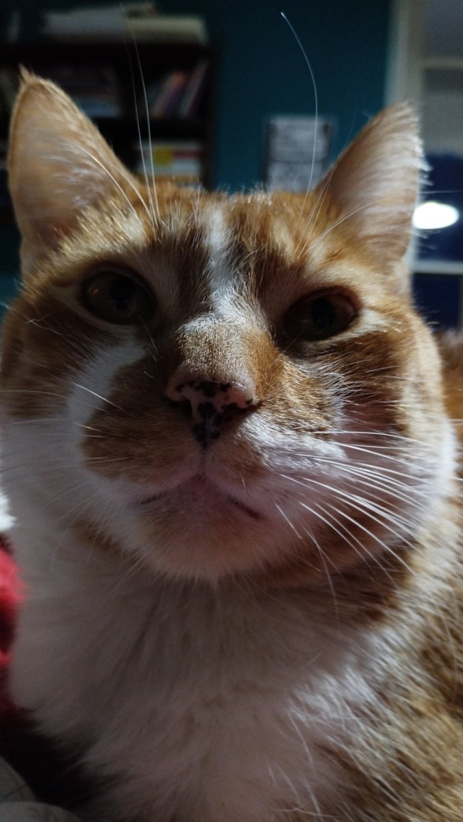 BAHÍA BLANCA

Él es Mercu. Tiene 5 años y collar de jean. Se perdió en Moreno al 1400 y alrededores.
No suele salir, tiene manchitas en la nariz y la boca. Es miedoso, pero sobre todo, es mi compañero y lo extraño muchísimo.

Cualquier ayuda es más que bien recibida.
Volvé, porfa