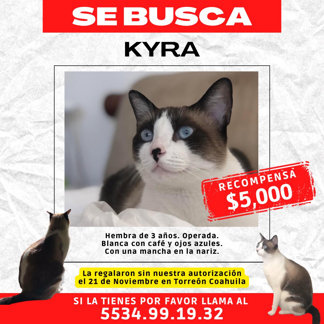 Re_Villarreal's tweet photo. Damos recompensa por quien regrese a Kyra con nosotros, su familia ♥️ https://t.co/K3D6PUK1ff