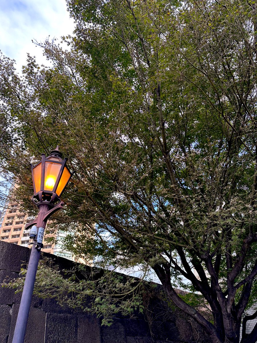 SaltreeKiki's tweet image. おはようございます😆
11月23日木曜🎌勤労感謝の日
東京🗼☀️

祝日でゆっくりしたかったけど仕事🥲
早く終わらせて帰る✨️

昨夜ちいさん@tsurupiyooo YouTube見終わったけどサーバーどうしようか迷いまだ出来ていない。

笑顔で頑張っていきましょ✨️

#irocode 
#今日の積み上げ
#51123おは戦🌲kb