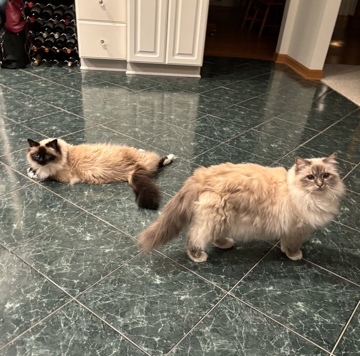 ElizGriff2016's tweet photo. #PhotoChallenge2023November Day 22 Stuffing. Mama is going to remove the stuffing from the Butler…..he’s taken some of her cornbread for the dressing
…….we were on patrol but he’s sneaky
🦃♥️😘Ari &amp; Cali💋♥️🦃 #Cats https://t.co/Oj29rdNjPo