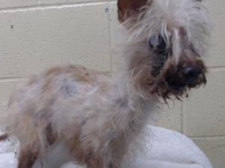 mapleveewesem's tweet photo. 💔🆘 Absolutely Heartbreaking 🆘💔
16 yo female terrier SAM has been at Downey #California ACC since 11-13. We can't let this girl die in the cold shelter. Her adoption fee will be waived. If you can give SAM TLC please #ADOPT her Fri 11-24 or apply to #FOSTER ASAP #A5594042 https://t.co/0zTnF6V7MY