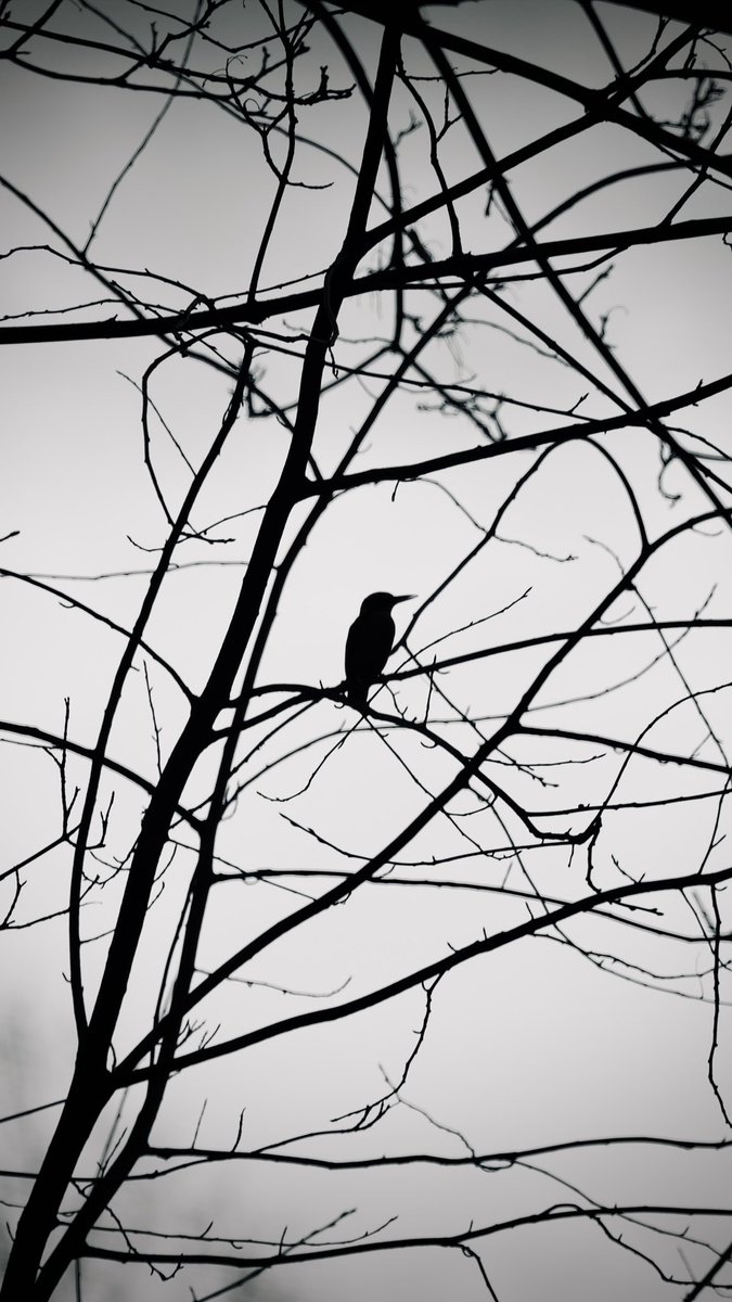 Kingfisher Siluette 
#eisvogel #paderborn #everydayadventure #draussenzeit #kingfisher #makesomething #gm #nature #ostwestfalen #paderbornerland #urban #outdoor #teutoburgerwald #wildlife #urbanphotography #moin #siluette