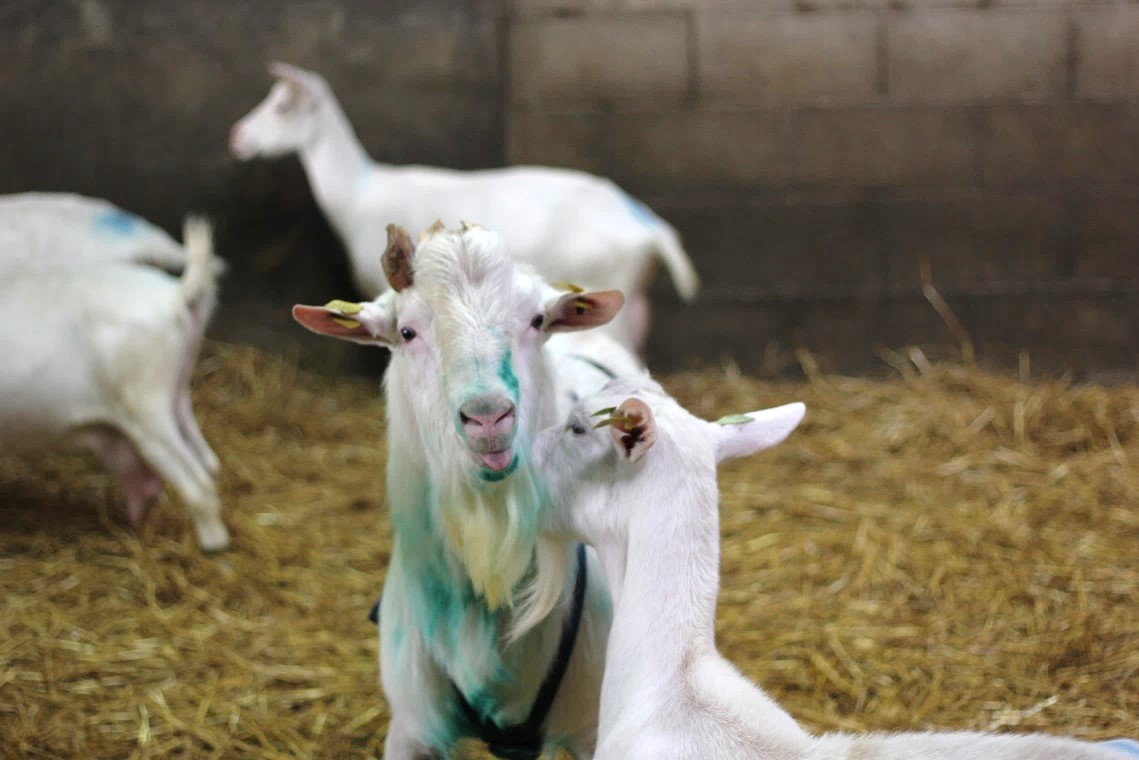 INRAE_Poitiers's tweet photo. #Caprinov | Rester "hot" qd il fait très chaud ?
👉 11h : atelier Capri'Tech @Caprinov hall 3📍sur la repro 🐐 en période de forte chaleur ☀️. @AliceFatet, @gafsi_nicolas @mosar_team, L. Johnson #Innoval, D. Poisbleau @Eilyps Saperfel, Groupe Repro caprine
#Ferticap #UMT_SC3D https://t.co/gjkBtFPWbT