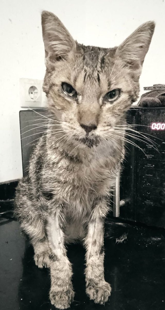 Perdóname,Tropi.
Apenas puedo aguantar tu mirada.
Sé que estás malito y que necesitas estar ingresado, pero ya no me queda nada y no hay puertas a las que llamar.
Te tienes que quedar en casa, quizás haya un milagro pero ni con amor, ni con cariño, ni con cuidados puedo curarte.