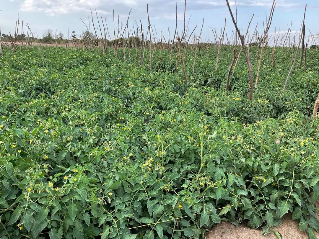 #TomatoAnsalF1 offers the added advantage of being tolerant to BACTERIAL WILT and TYLCV, reducing the necessity for excessive pesticide application.
With a relatively short maturation period of 65-75 days, it can be harvested early and boasts an extended shelf life .
#nsanja