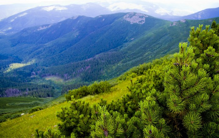 dodytemo87's tweet photo. Embark on a virtual journey through the enchanting landscapes and cultural wonders of the Carpathian Mountains. Join me in exploring the allure of this pristine wilderness! #CarpathianMagic #NatureRhapsody https://t.co/ODgqquW2Pj